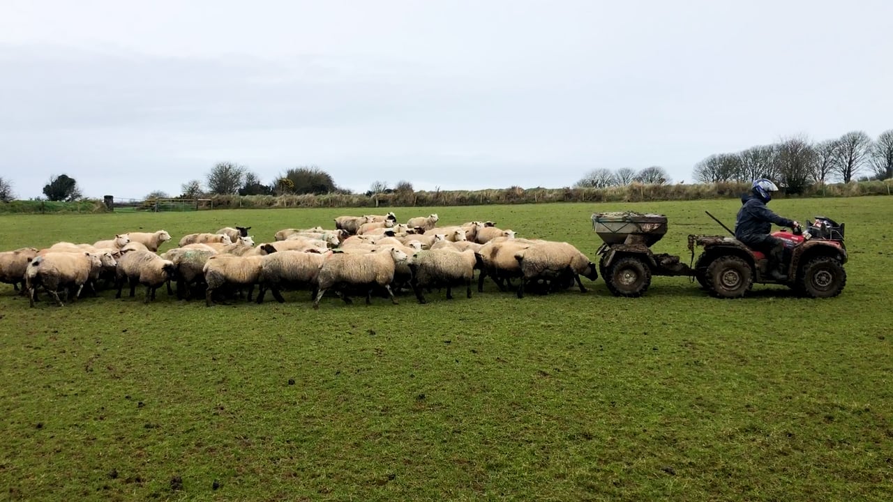 Suckler-beef and sheep farming in stone wall country