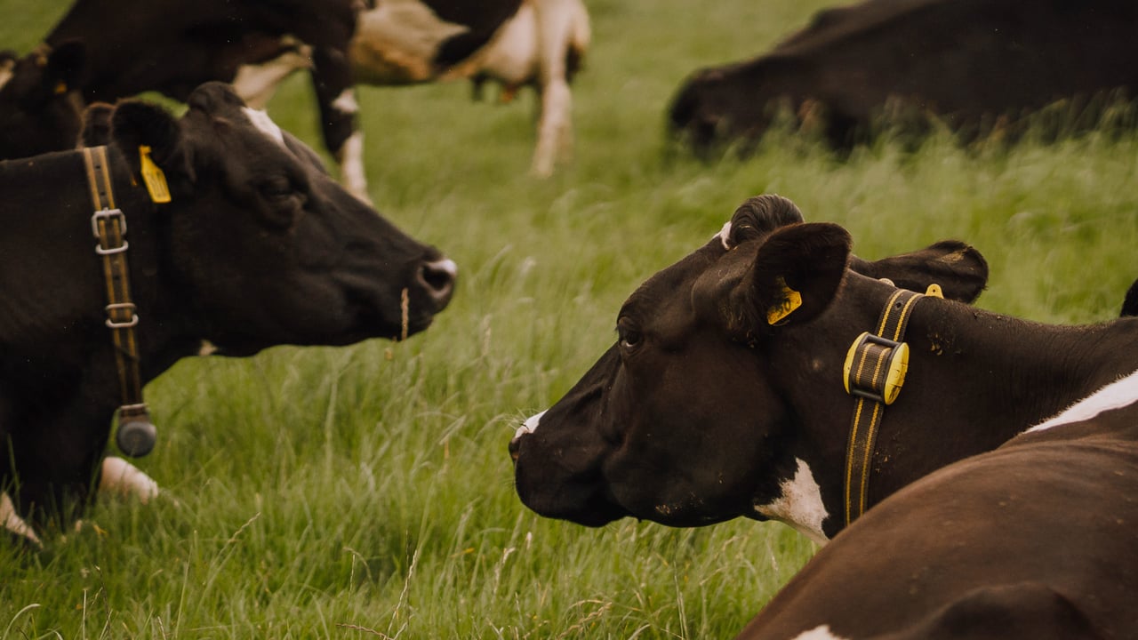 Active monitoring for better herd health outcomes