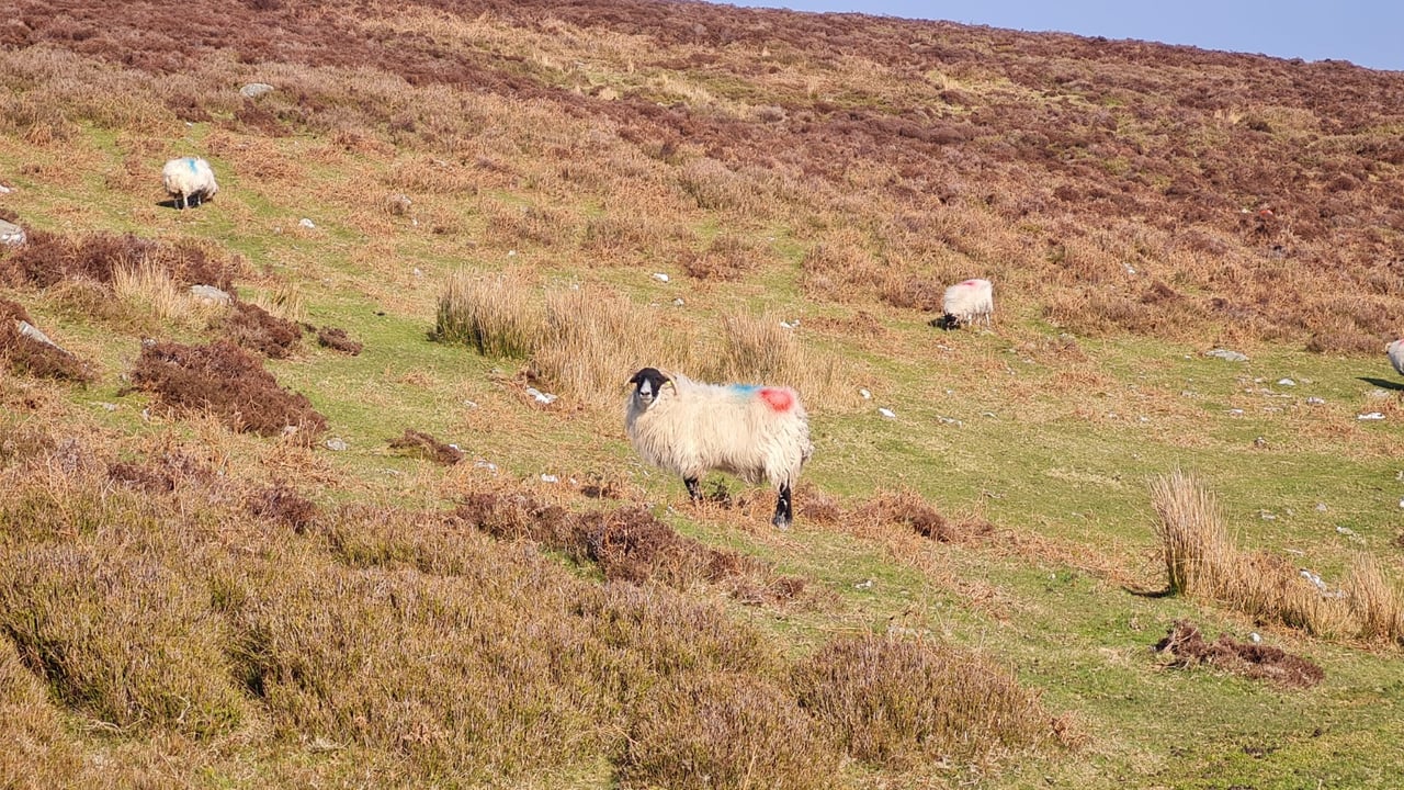 INHFA puts forward proposals to protect cattle and sheep trade