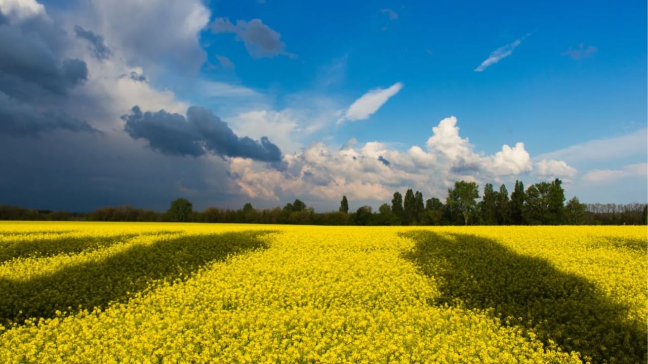 IGFA welcomes resumption of grain exports from ports in Ukraine