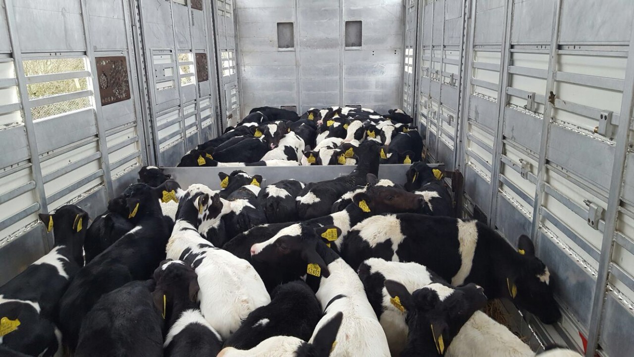 Shipping and reared calves in demand at Castleisland Mart
