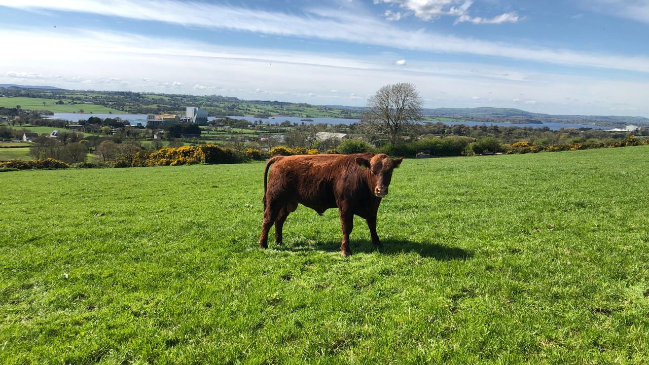 One of the Red Angus bulls in the Lisduff Angus Herd's upcoming bull sale
