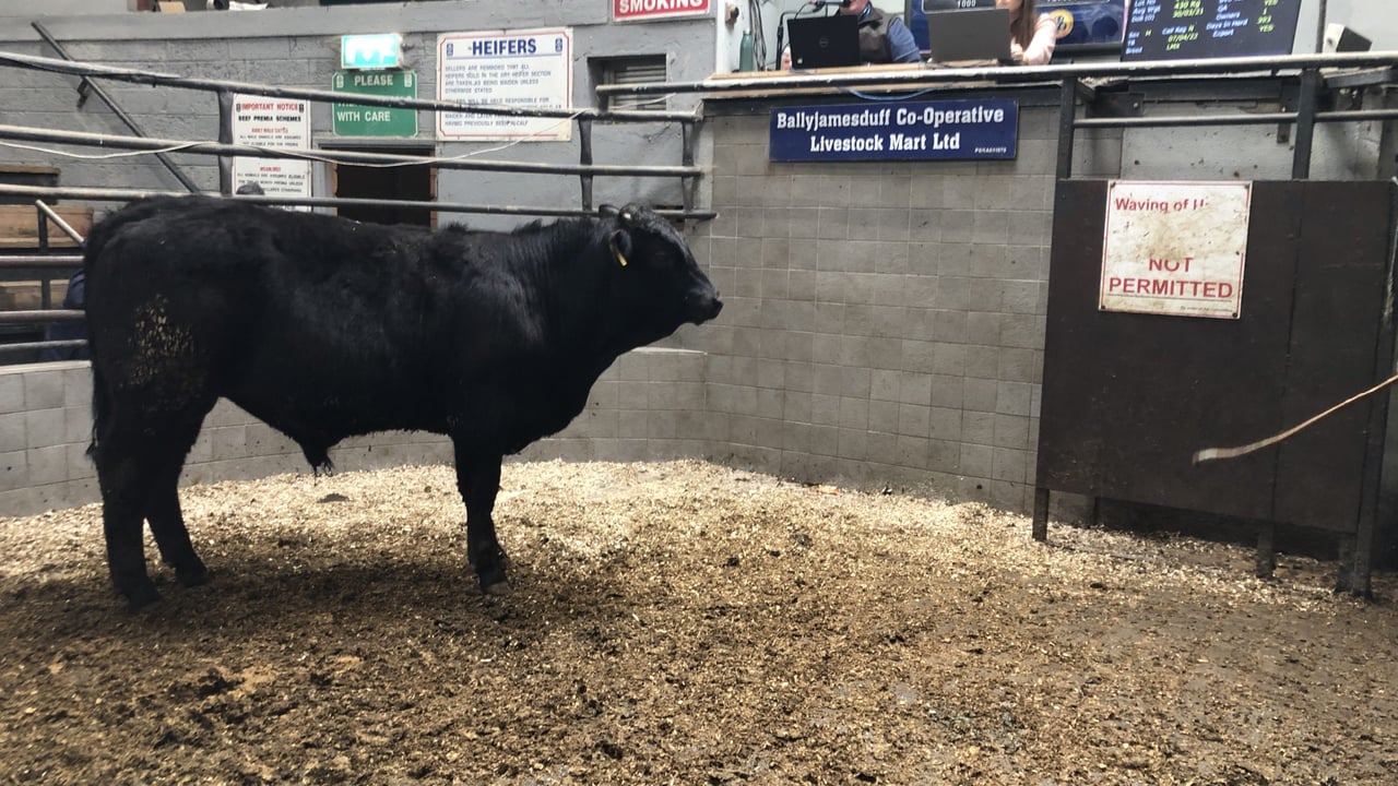 This 430kg Limousin-cross bull sold for €1,130 or €2.63/kg