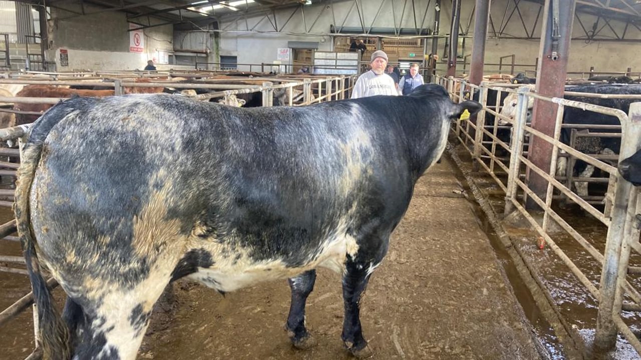 This 864kg bullock sold for €2,580 at Carnew Mart on Saturday