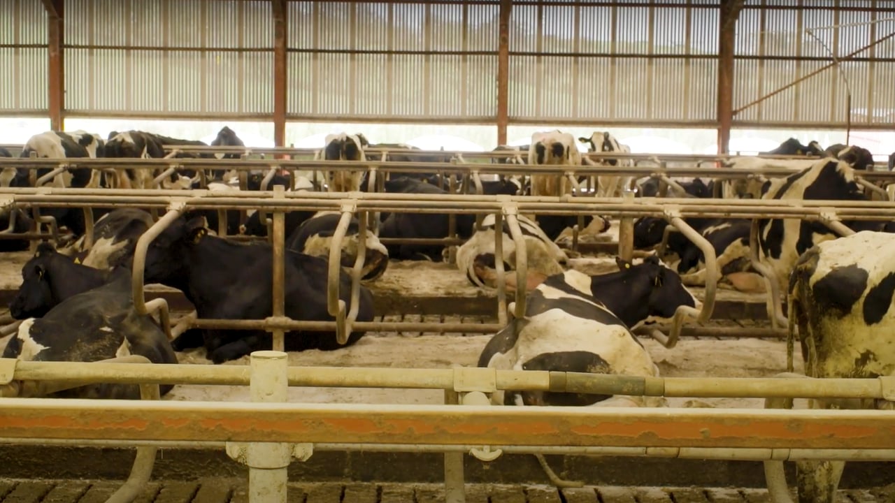How to: Get your heifers and cows ready to calve