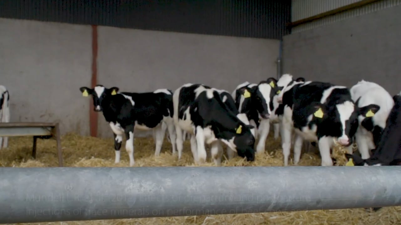 How to: Get your cows ready for breeding