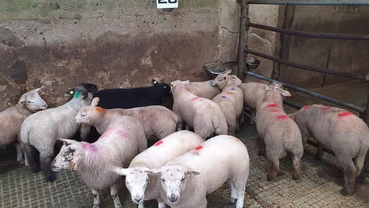 Raphoe Mart's Easter spring lamb sale sees prices reach €200