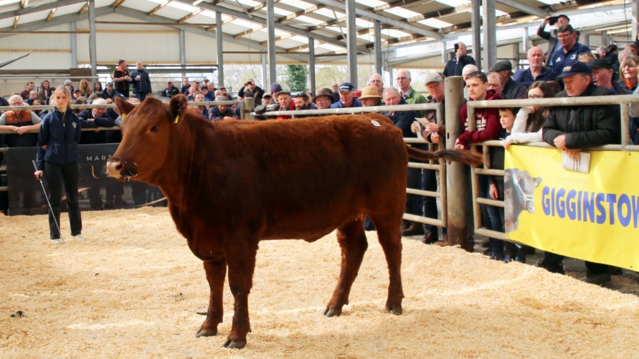 Red Angus heifer takes top price at Gigginstown sale