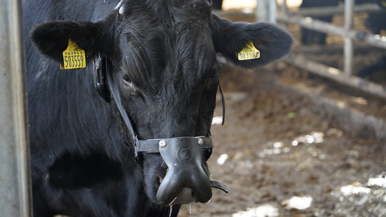 A ZELP collar