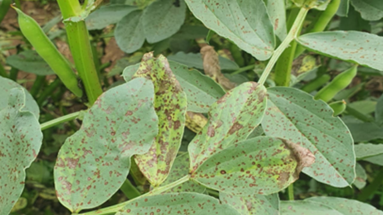 Growers can now use Elatus Era for the control of chocolate spot and rust in field beans