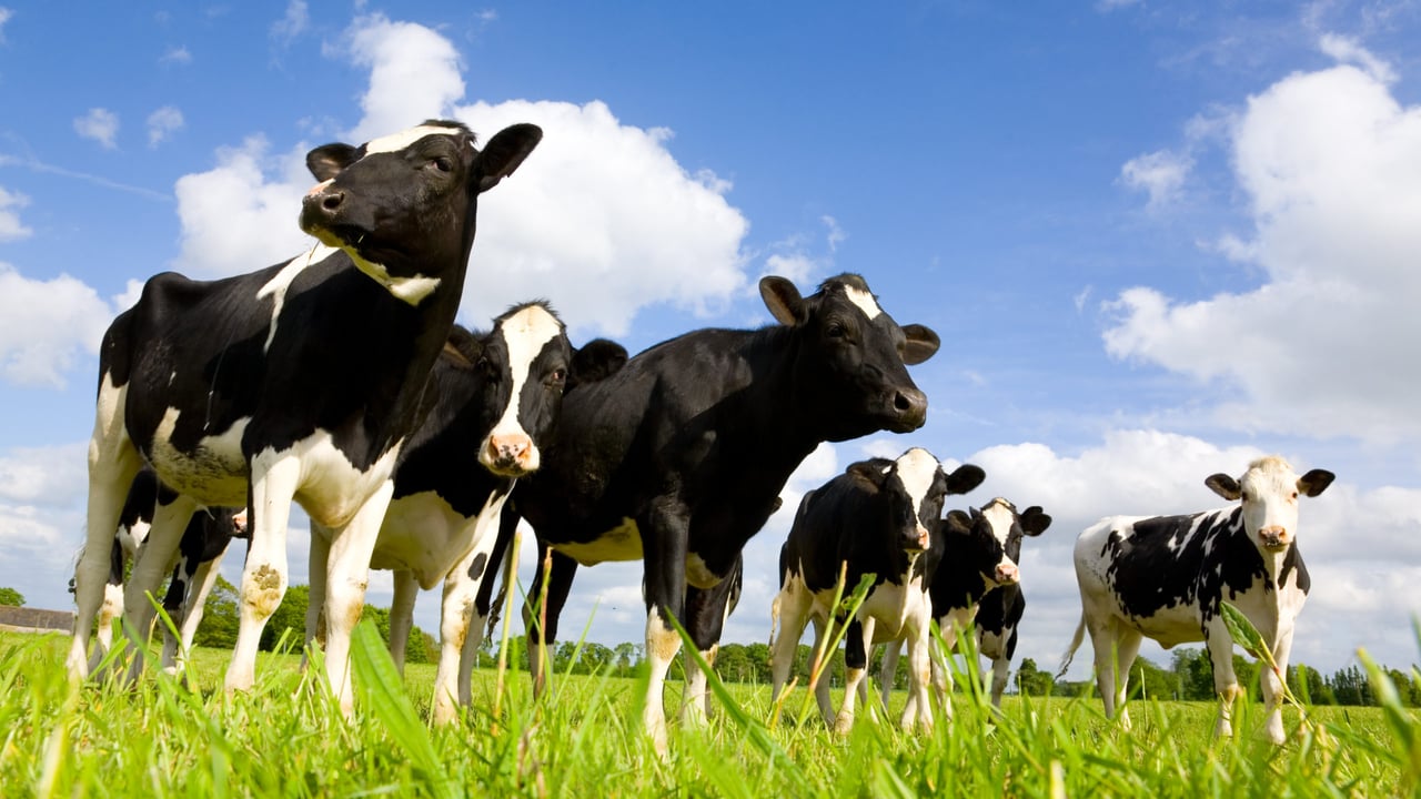 Arrabawn Co-op to discuss sustainable farming at open day