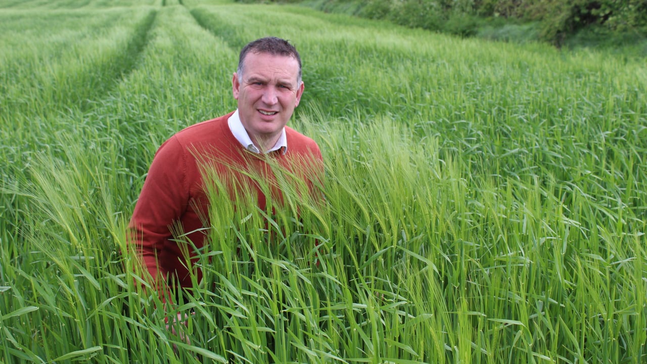 Co. Down agronomist Richard Owens, inspecting crops of winter barley 