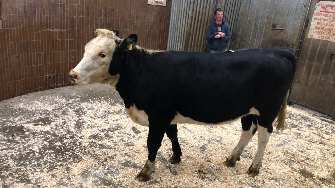 This 385kg Hereford heifer sold for €1,010 or €2.62/kg