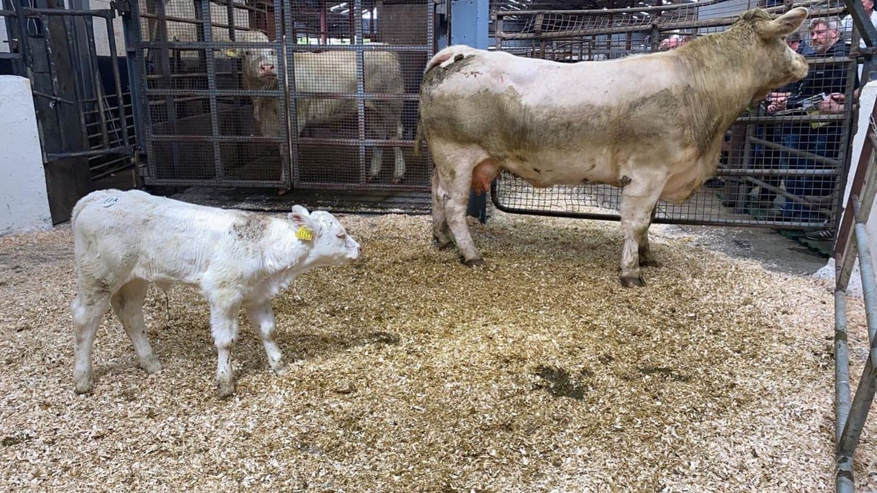 This Charolais cow and calf sold for €7,400