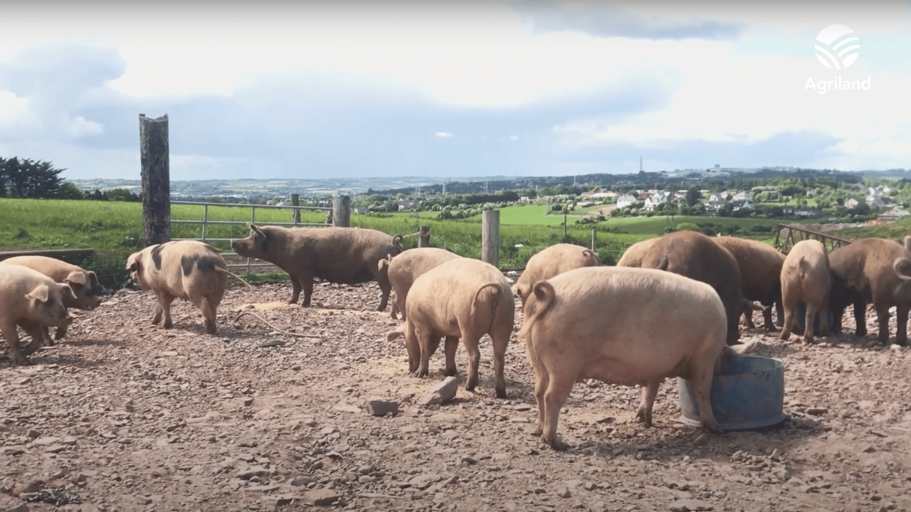 Dairy Focus: Cork dairy farmer diversifies with free range pigs