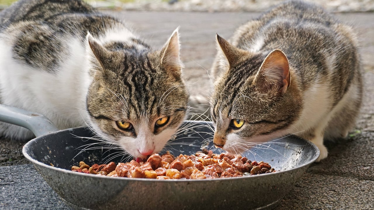 Pet food firm claiming product is fit for humans loses tax appeal