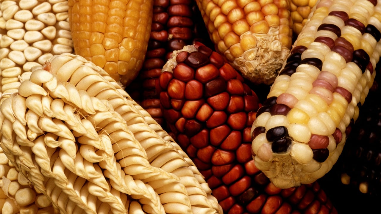 EU Commission authorises 2 genetically modified crops