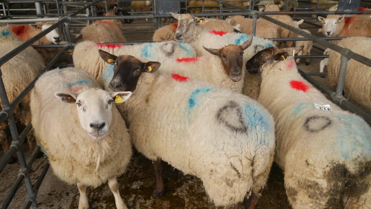 Image source: Blessington Mart