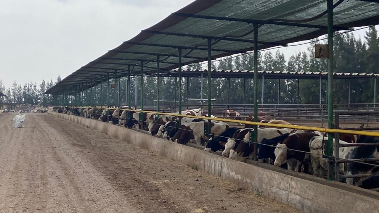 Cattle rearing facility in Morocco