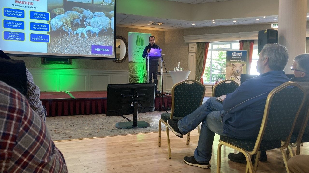 Ewes and mastitis - do plastic slats or straw matter?