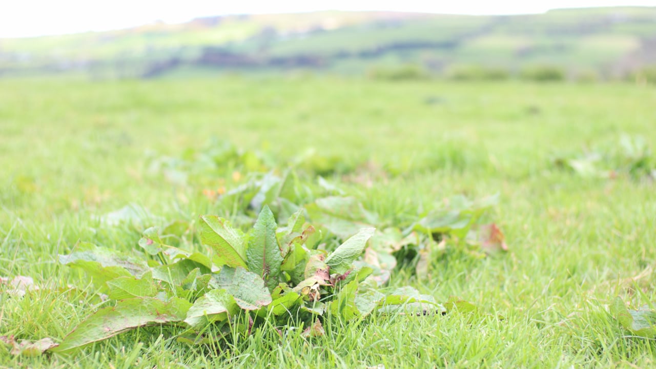 For best results, spray docks in silage ground three weeks after harvesting