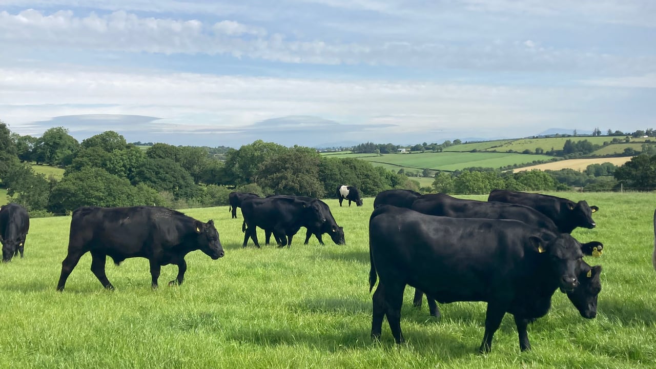 ABP and Aurivo announce new sire-improvement pilot scheme