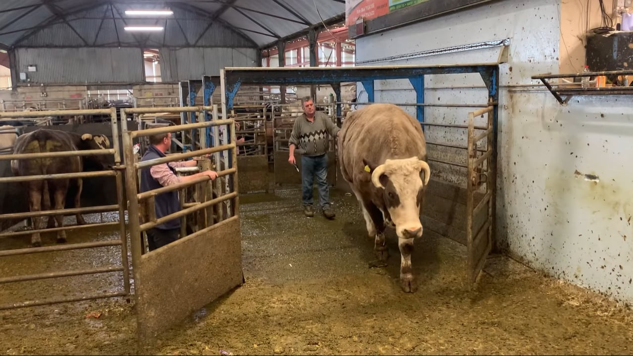 Simmental bullock makes €3,790 at Gortatlea Mart