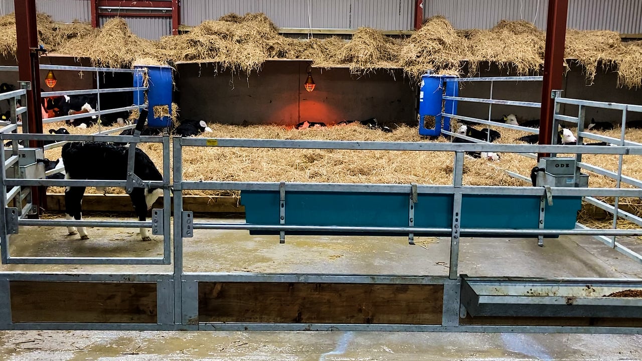 Calving 2023: Treating a scouring calf