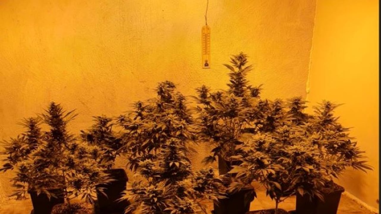 Man arrested and €150k of cannabis seized in rural Galway village