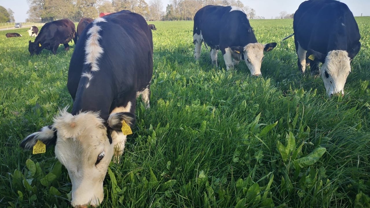 Cattle grazing a multi-species sward on the Devenish lands at Dowth, Co. Meath