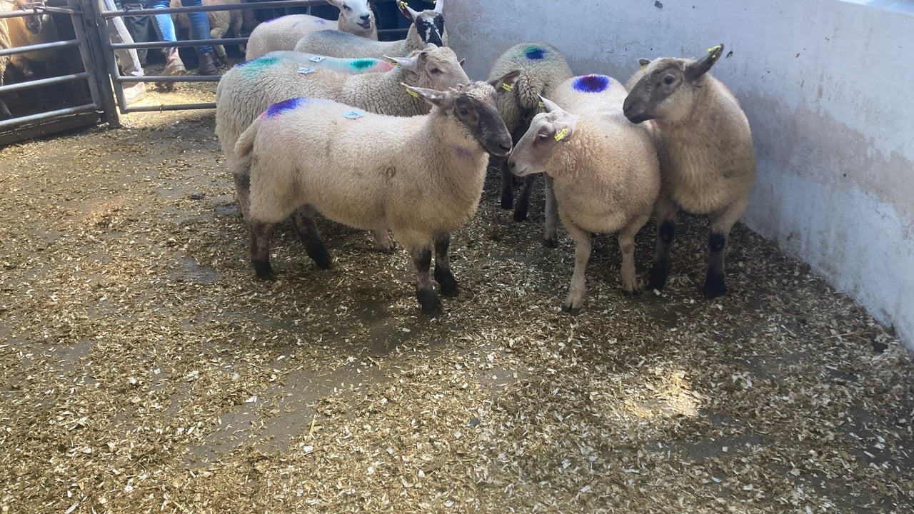 Sheep marts: No let up in demand for lambs