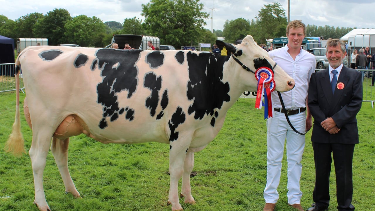 Outstanding Holstein cow sweeps the boards at Ballymena Show