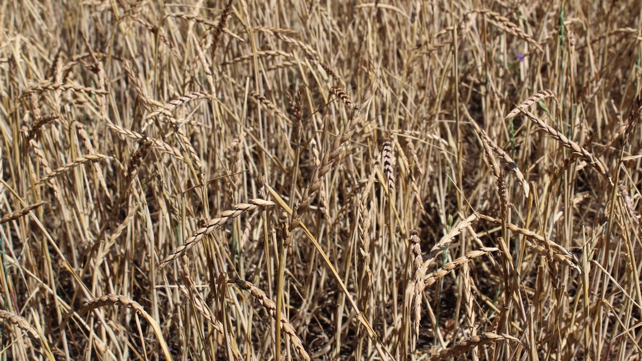 Tillage: Fancy growing a crop of spelt?