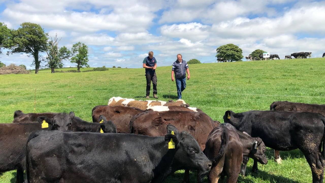 Video: Cork dairy and beef farmer hosts 'genetics-focused' farm walk