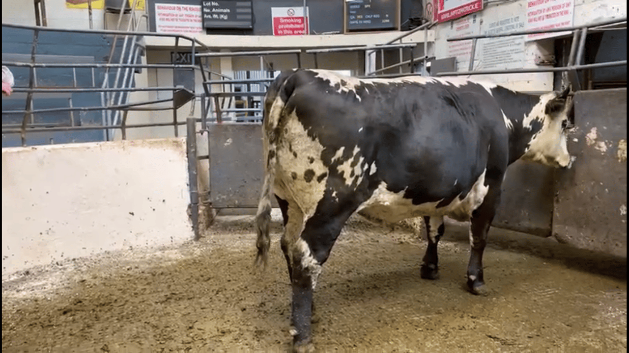 Video: Speckle Park bullock sells for €3,000 at Kilcullen Mart