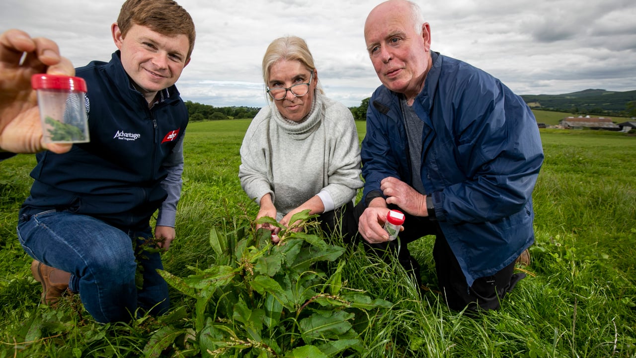 ABP agri-sustainability manager, Stephen Connolly, with agricultural consultants and breeders of the green dock beetle, Siobhan and Louis Ward at ABP’s demonstration farm in Clonegal, Co. Carlow. Image source: Fennell Photography