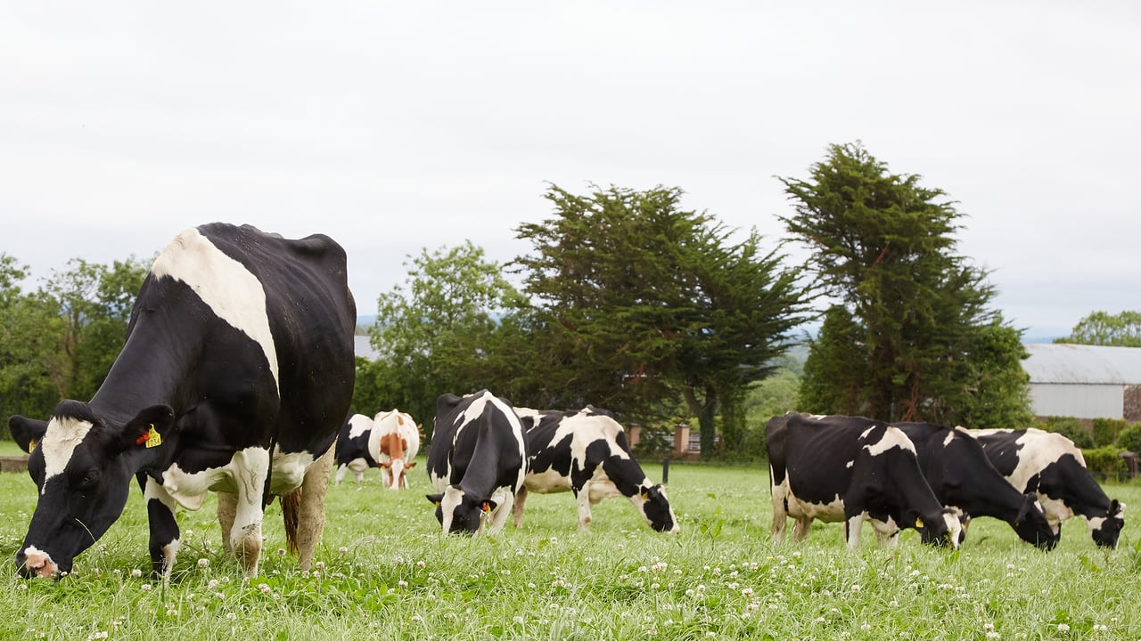 The Ballytigue herd of Aidan and Sally Ann Frawley