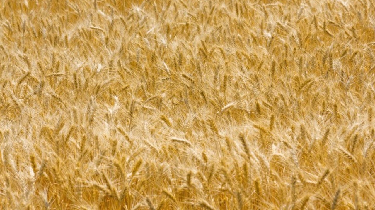 Russia resumes implementing grain shipment deal