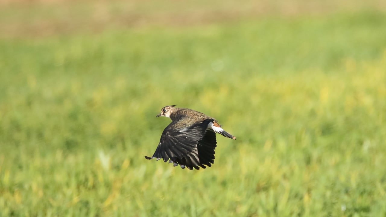Lapwing in flight