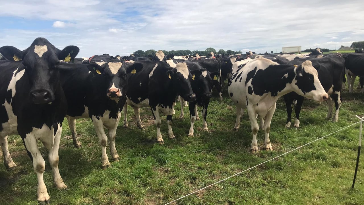 Taken on the McCarthy family farm in Feenagh, Co. Limerick
