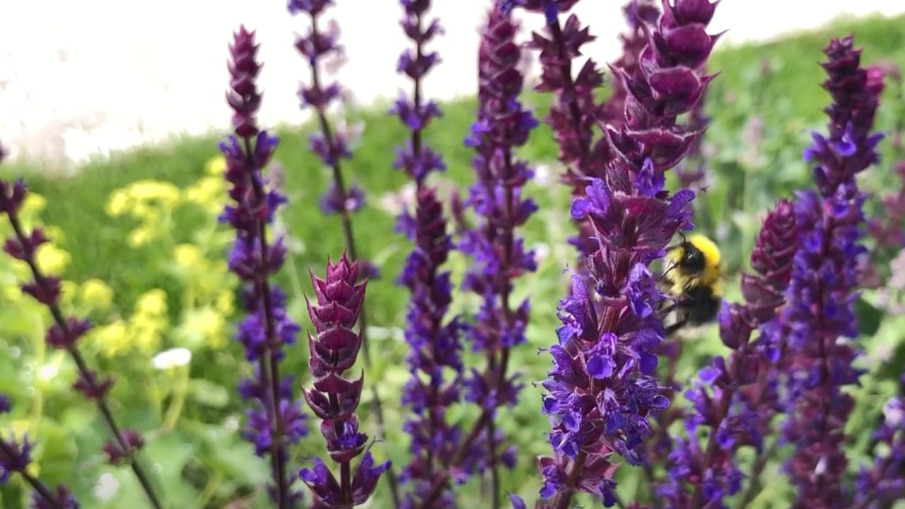 IHNSA promotes green cities and Irish plants at Bord Bia Bloom 2022
