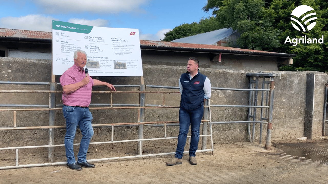 Bandon dairy and beef farmer hosts ABP 'genetics-focused' farm walk