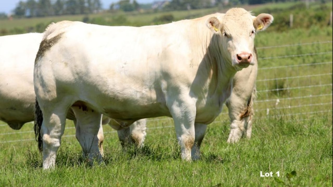 Sligo Summer Belles sale sees top price of €3,600