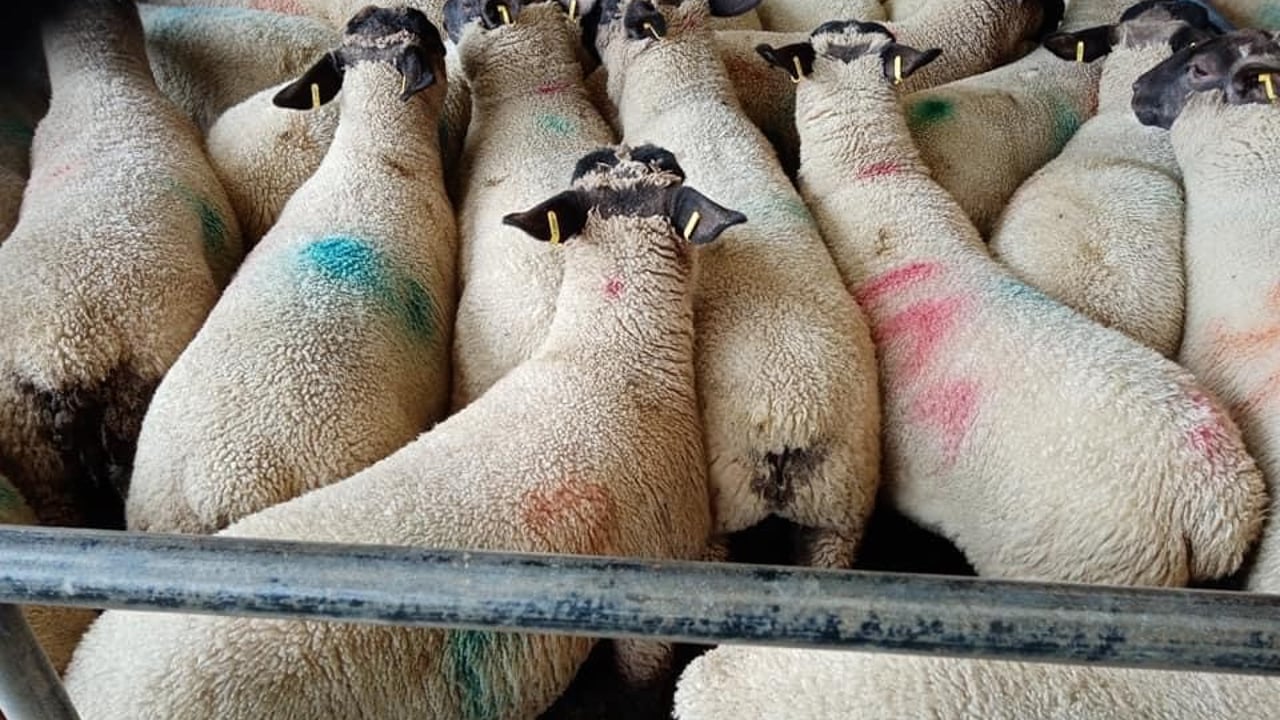 Image source: Loughrea Mart