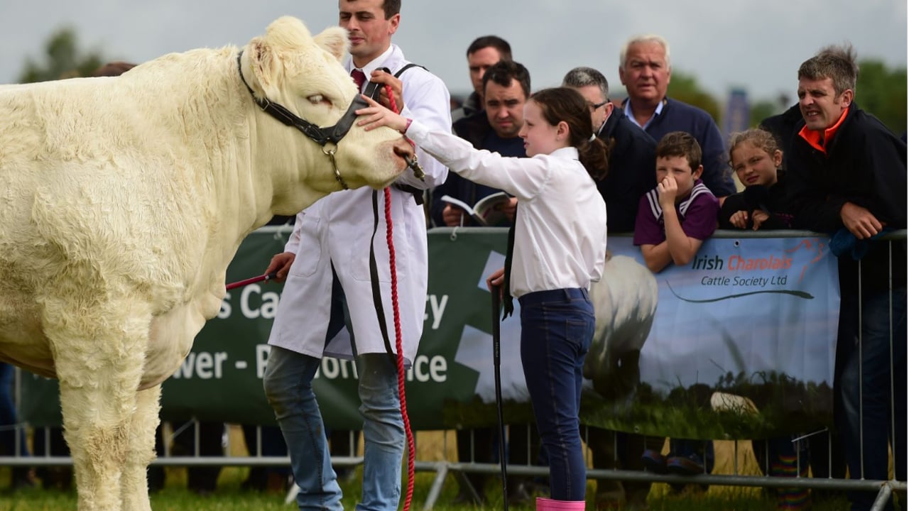 Image source: Irish Charolais Cattle Society