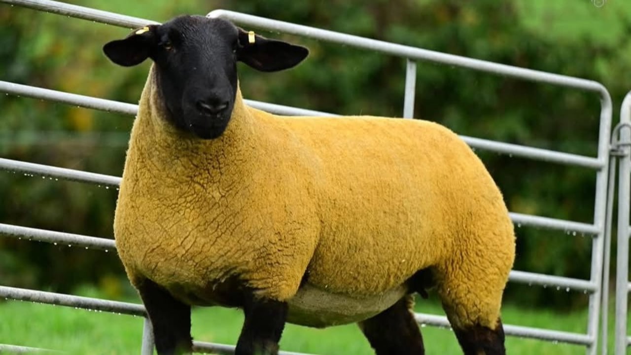 Lot 1 from the Kilduff flock. Source: Alfie Shaw