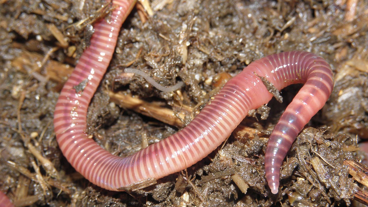 Red Californian earthworm Image: Rob Hille