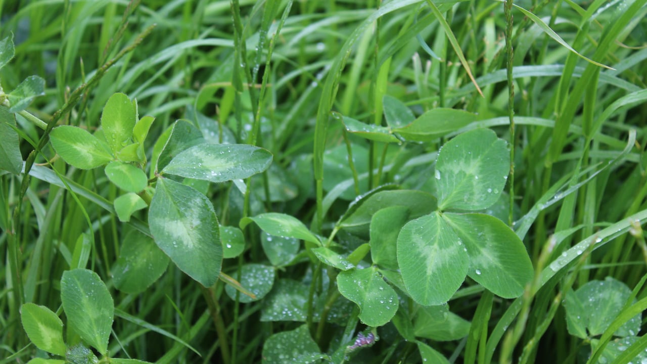 New varieties added to grass and clover lists for England and Wales