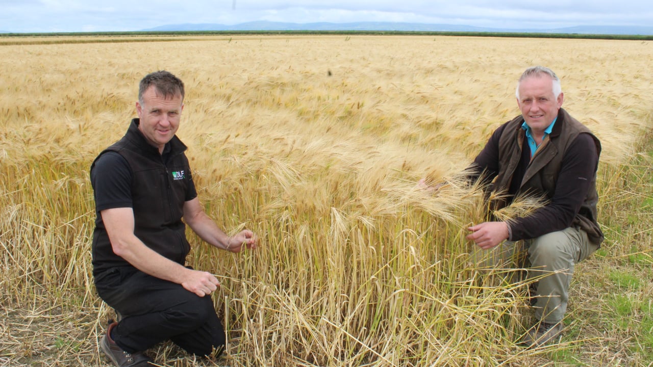 Assessing a crop of 6-row winter barley on the AHDB monitor farm of Alistair Craig. (l-r): Damian McAllister, DLF Seeds and Richard Kane, Broighter Gold