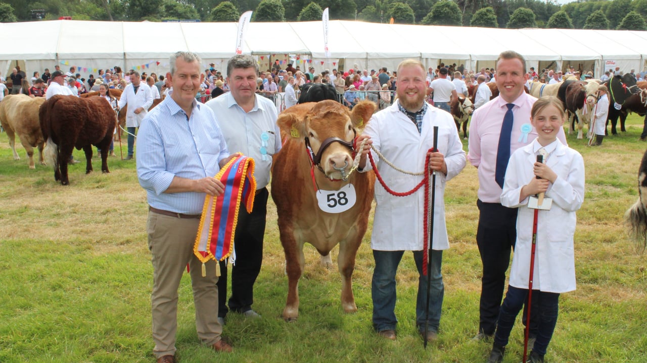 Co. Down bull among winners at Castlewellan Show
